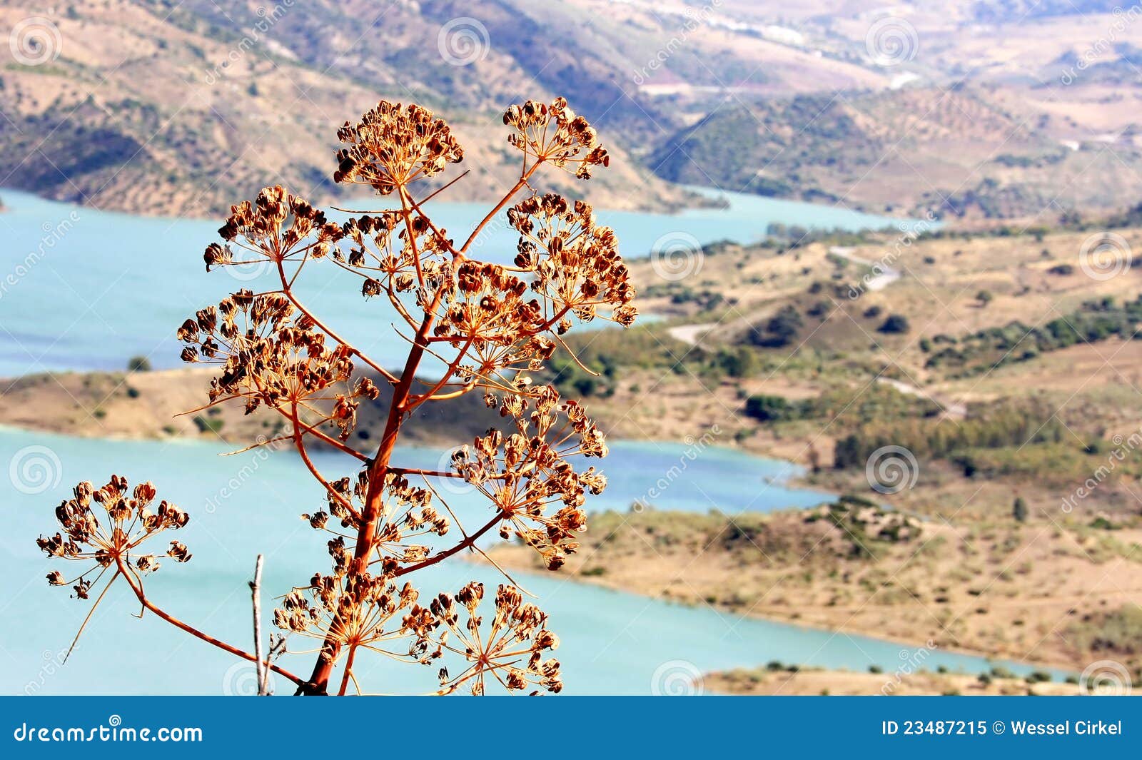 lake and agave near zahara de la sierra, andalusia