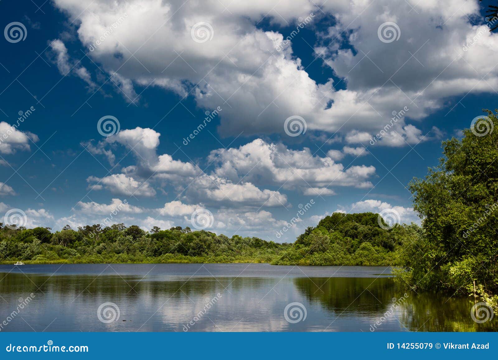 Lake Alice in gainesville stock image. Image of leaf 14255079