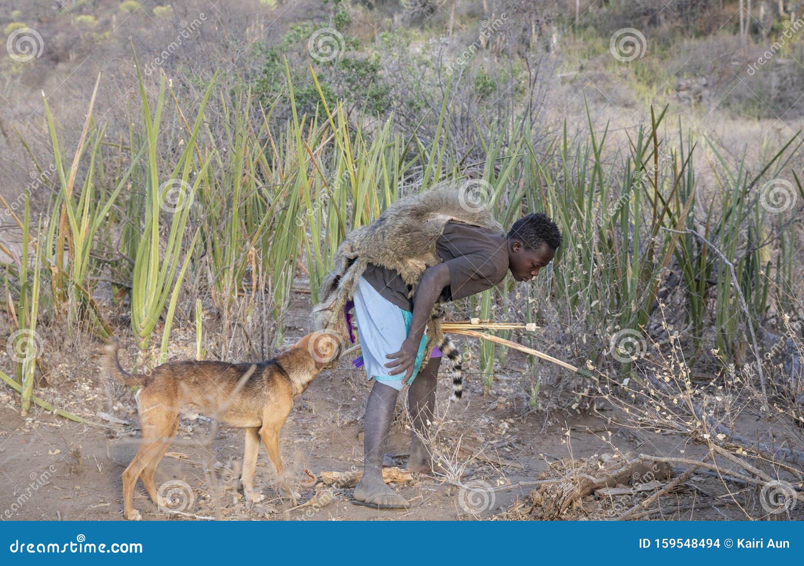 Hadzabe Man Tracking Wild Animals during a Hunting Trip Editorial Stock  Image - Image of people, national: 159548494