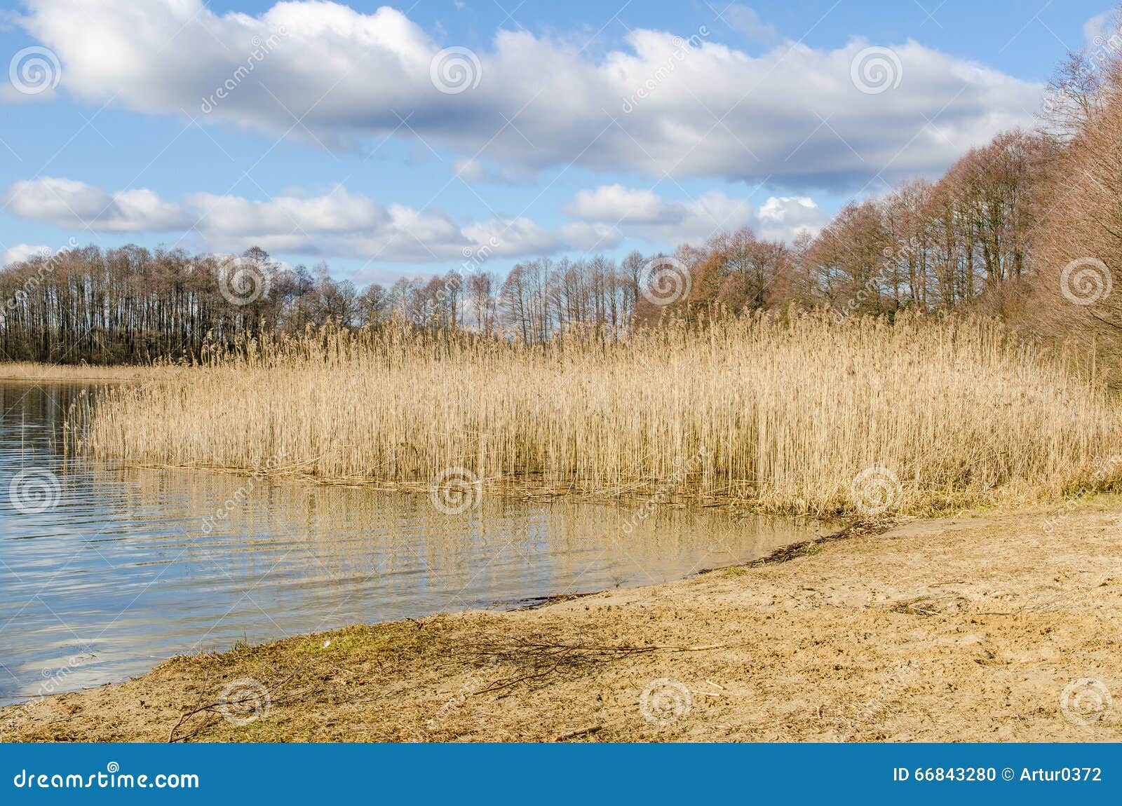 Lake and cane stock photo. Image of park, grass, lake 66843280