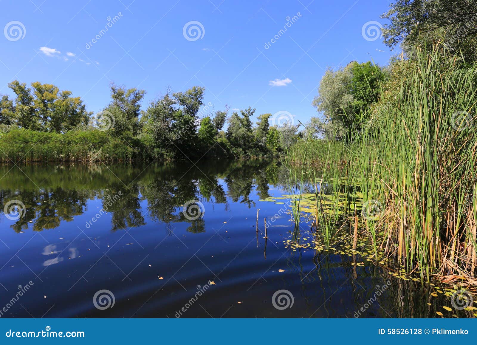 Lake and cane stock photo. Image of color, summer, reed 58526128