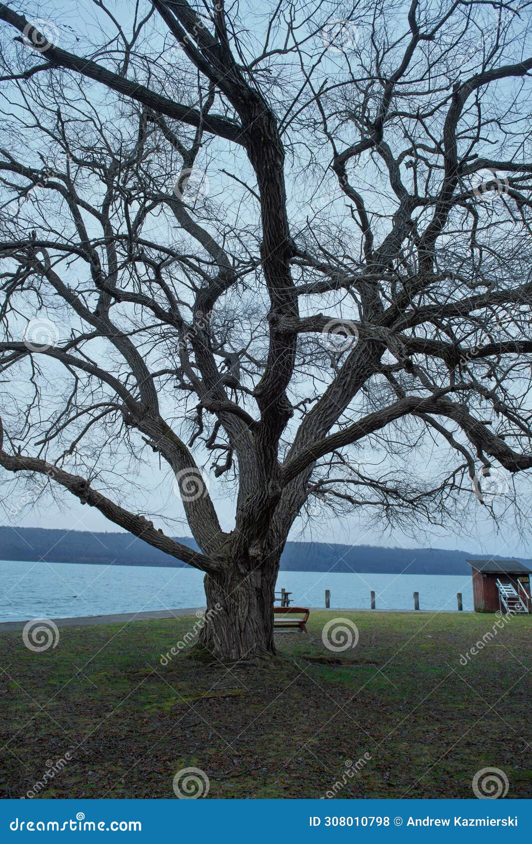 lake cayuga tree