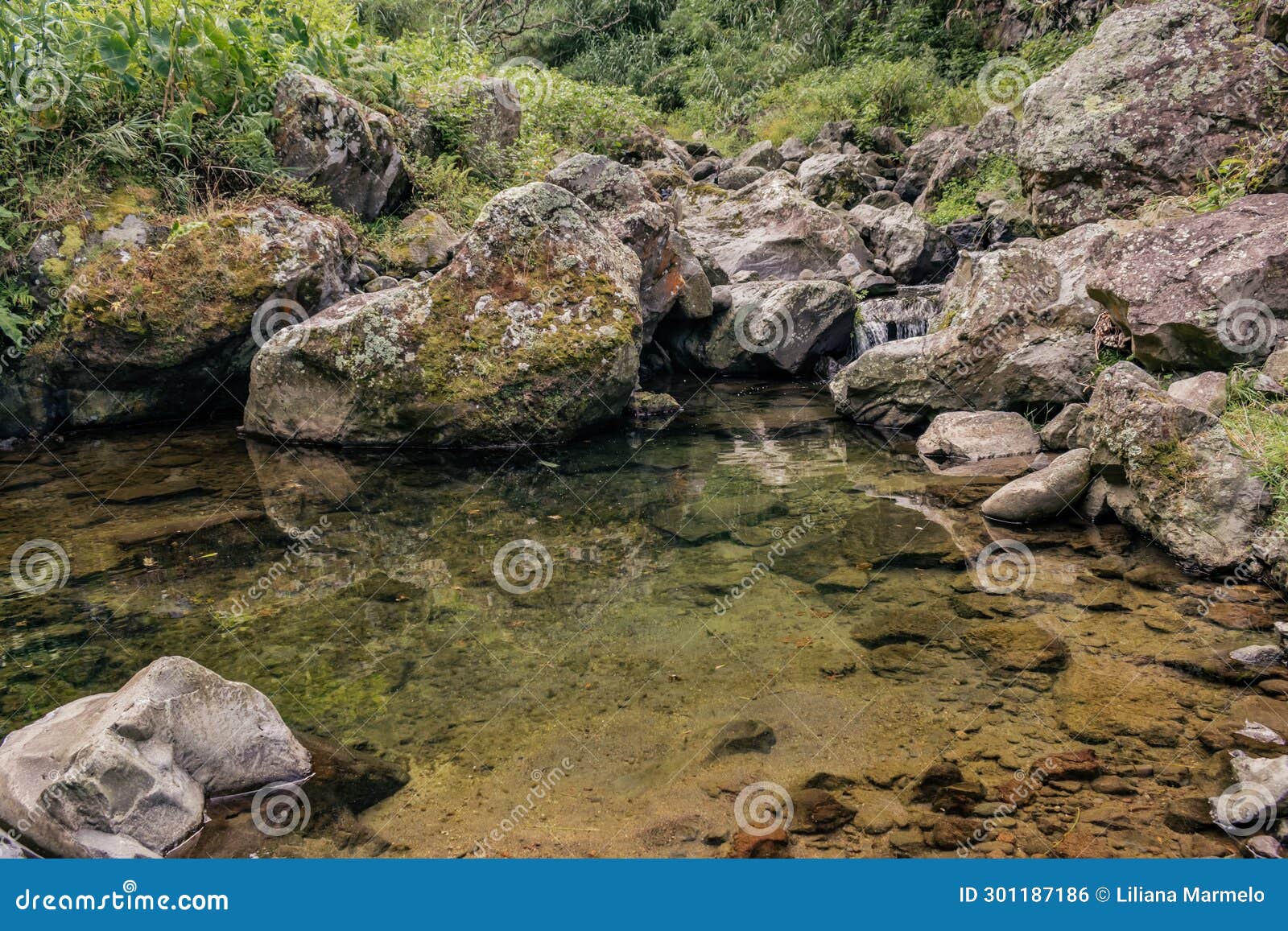 lake with clear water with rocks and vegetation in achadinha, sÃ£o miguel - azores portugal