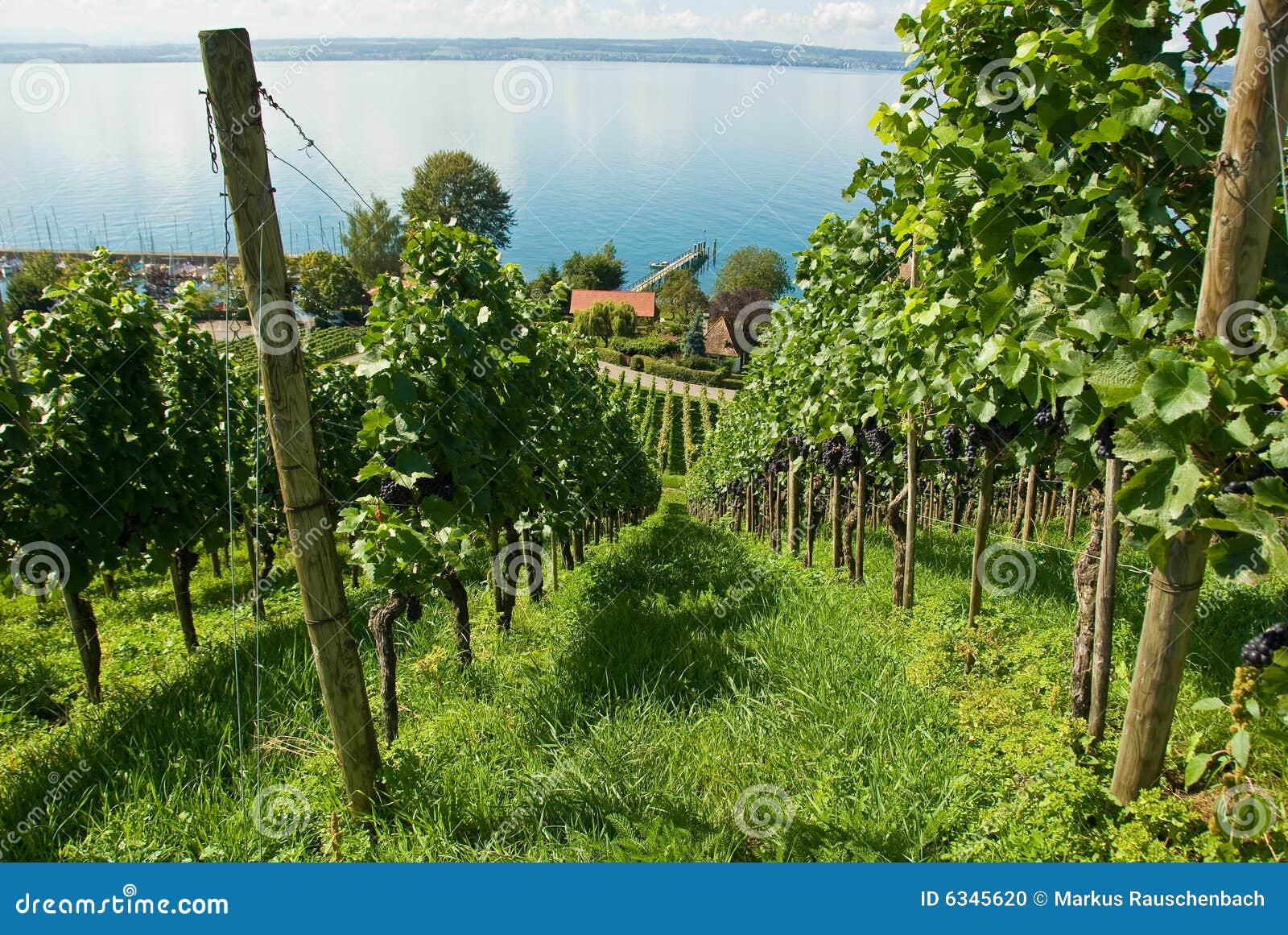 lake constance vineyard