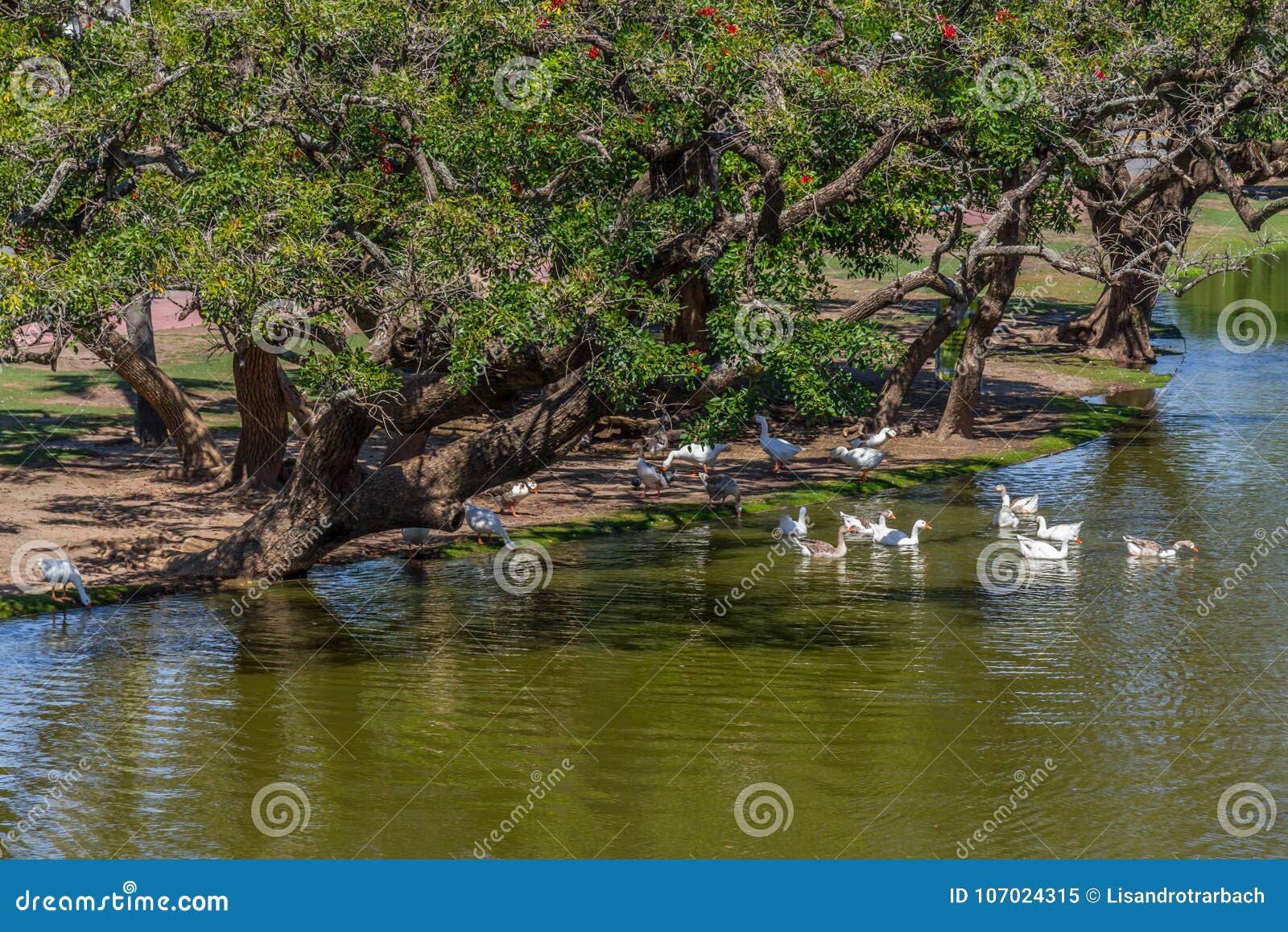 lake and ducks in bosques de palermo park