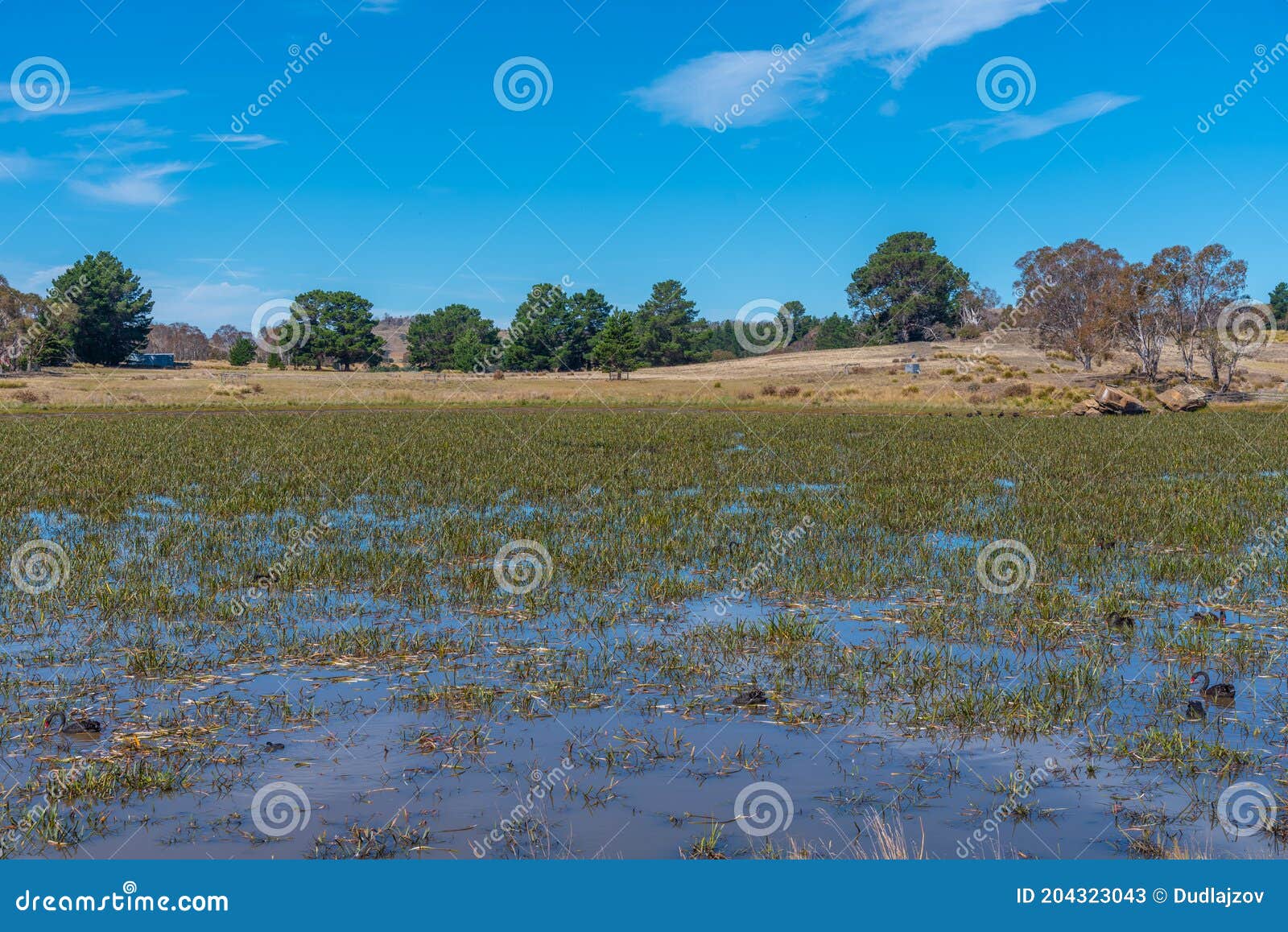 Lake Dulverton at Oatlands, Australia Stock Image Image of park