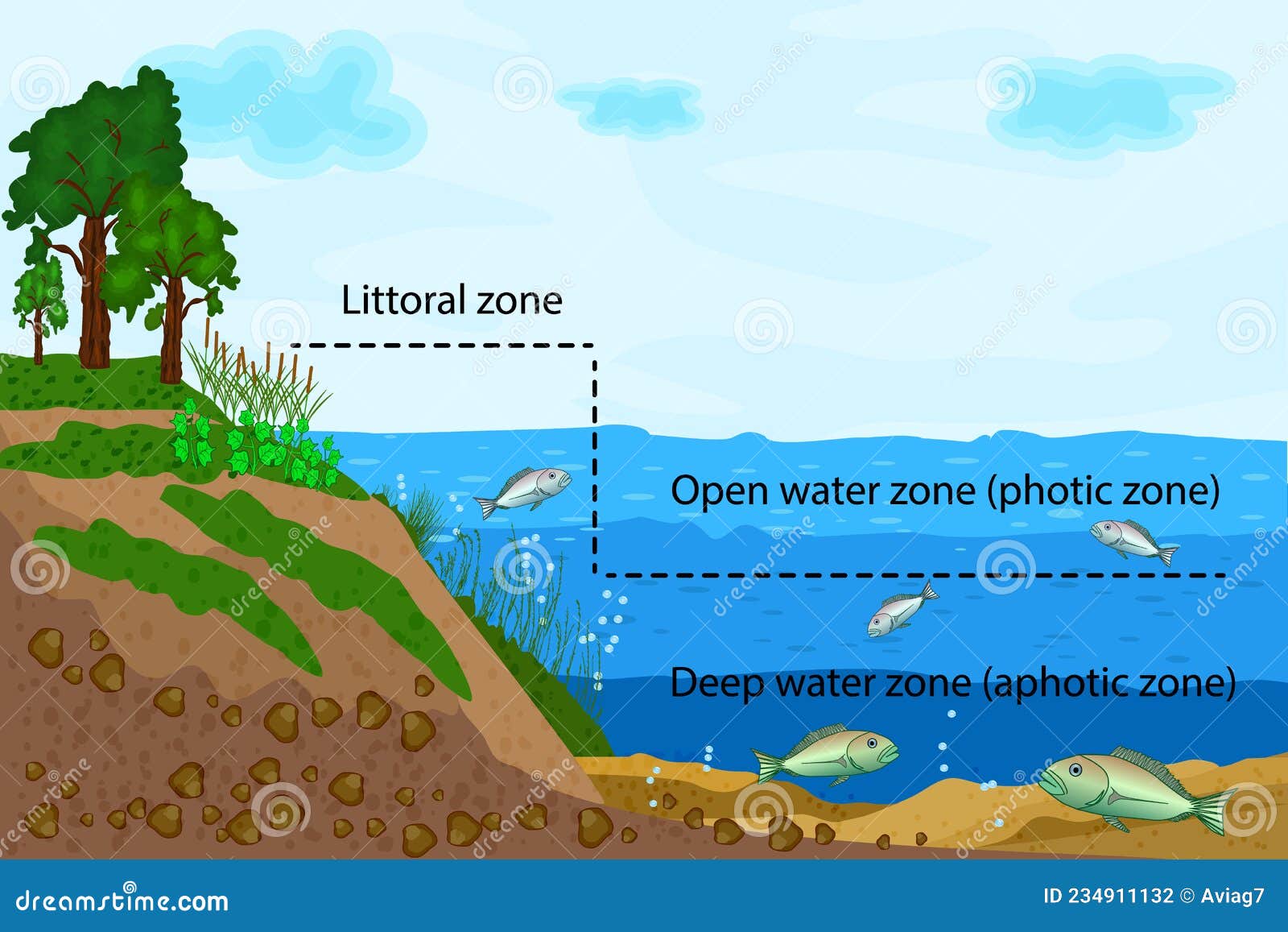 pond or river freshwater zones diagram with text for education. lake ecosystems division into littoral, open water and deep water