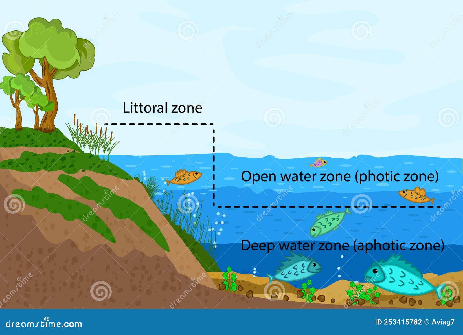 Lake Ecosystem. Zonation in Lake Water Infographic. Stock Vector ...