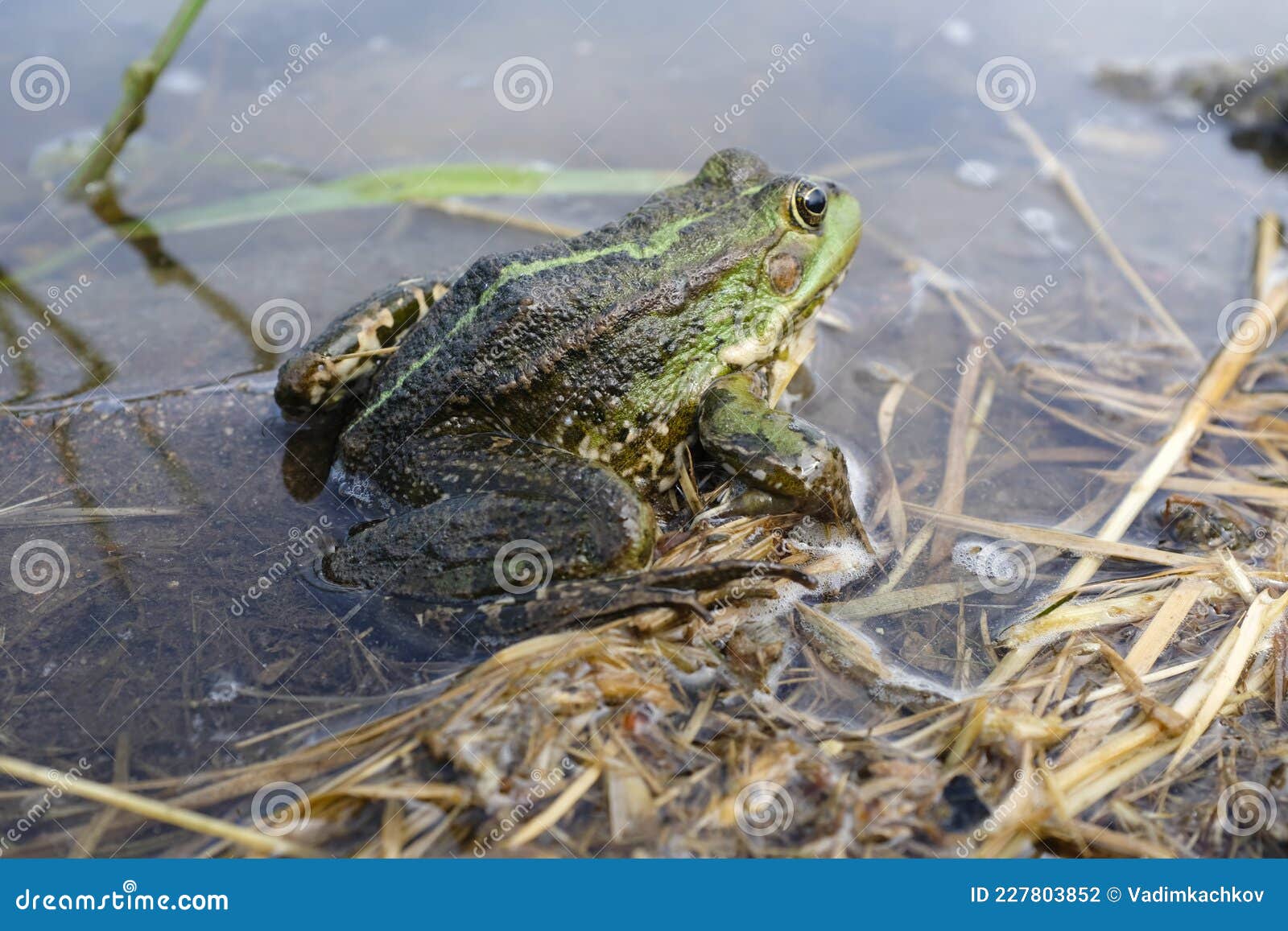 Lake Frog , Marsh Frog , Edible Frog in the Pond. the Green Frog in the ...