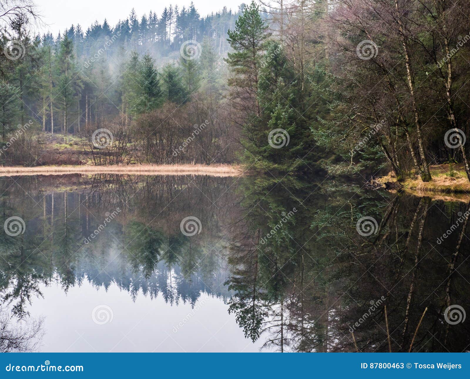 Lake in Galloway Park, Scotland Stock Image Image of united, trees