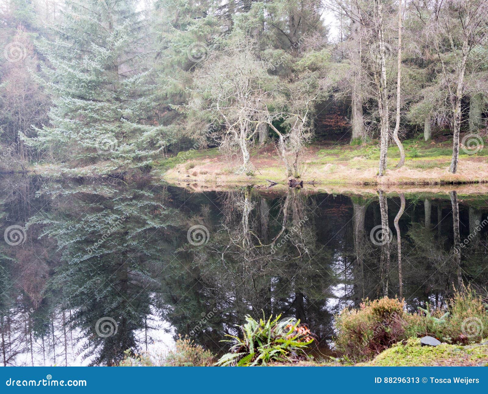 Lake in Galloway Park, Scotland Stock Image Image of beauty, natural