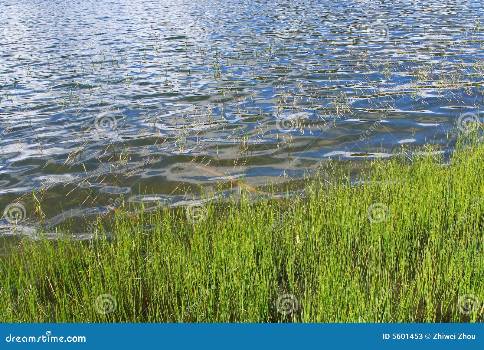 Lake and grass farm land stock image. Image of alpine 5601453