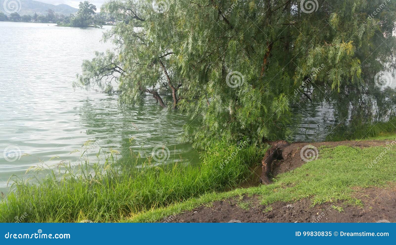 lake in growth by rains state of mexico