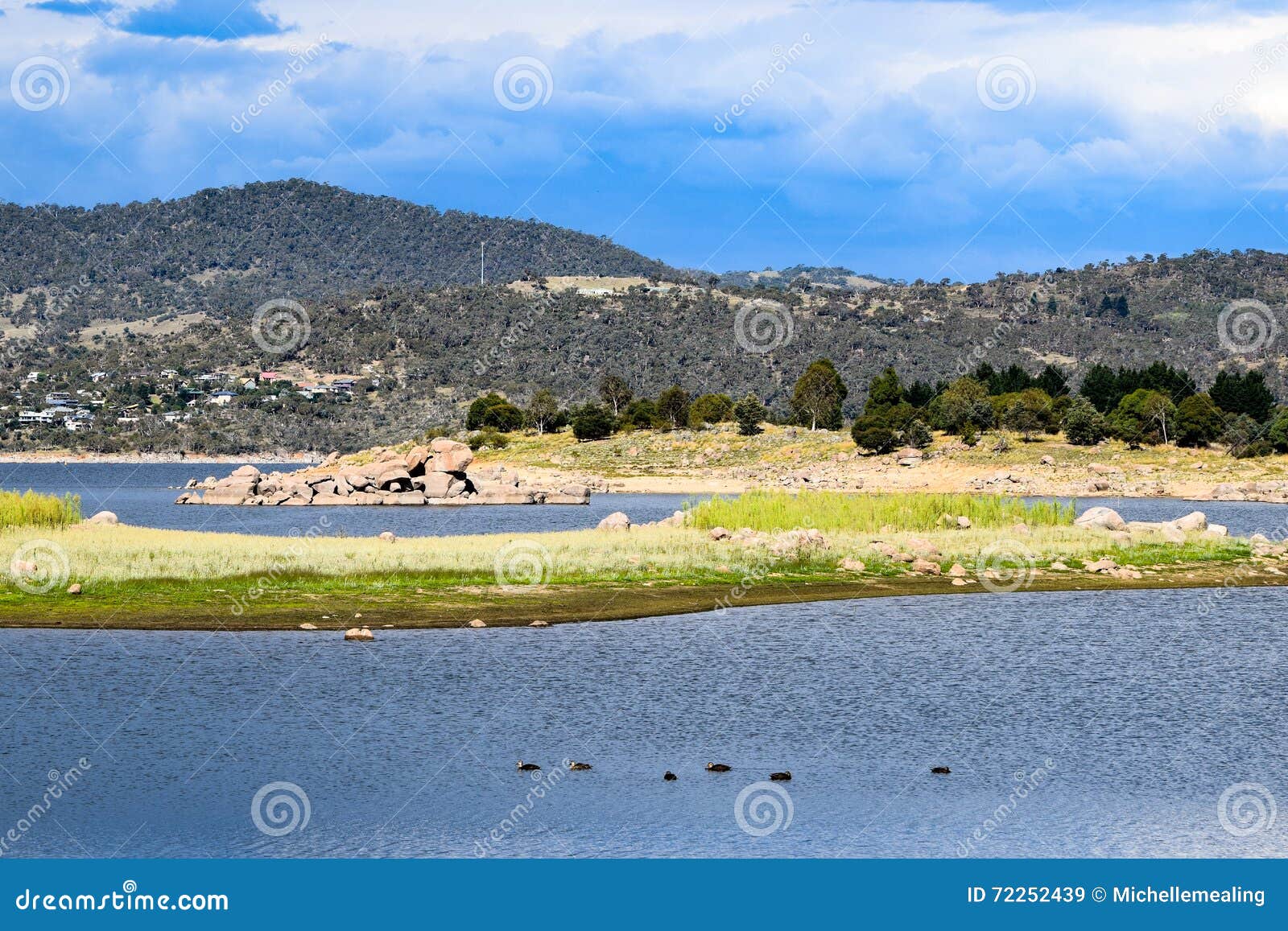 lake jindabyne foreshore in australia. six ducks in foreground.