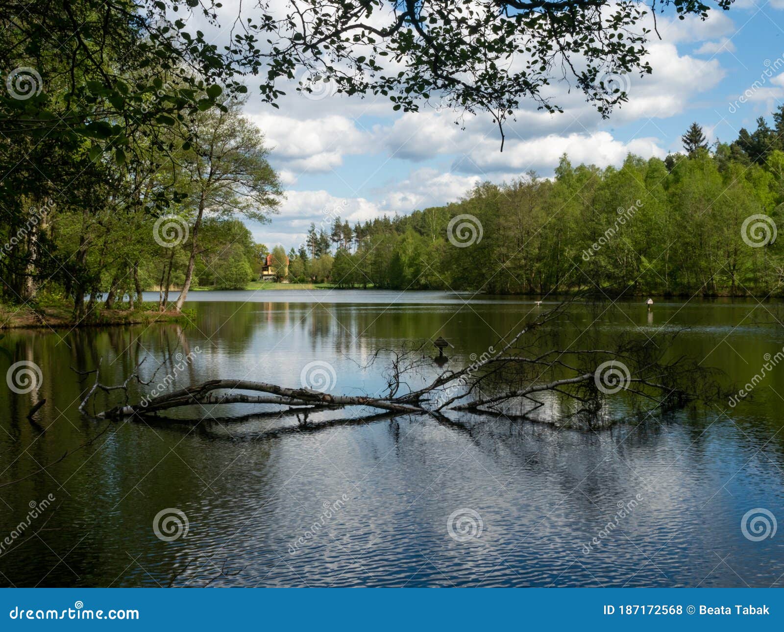 lake in kaszuby surrounded by the trees.poland.