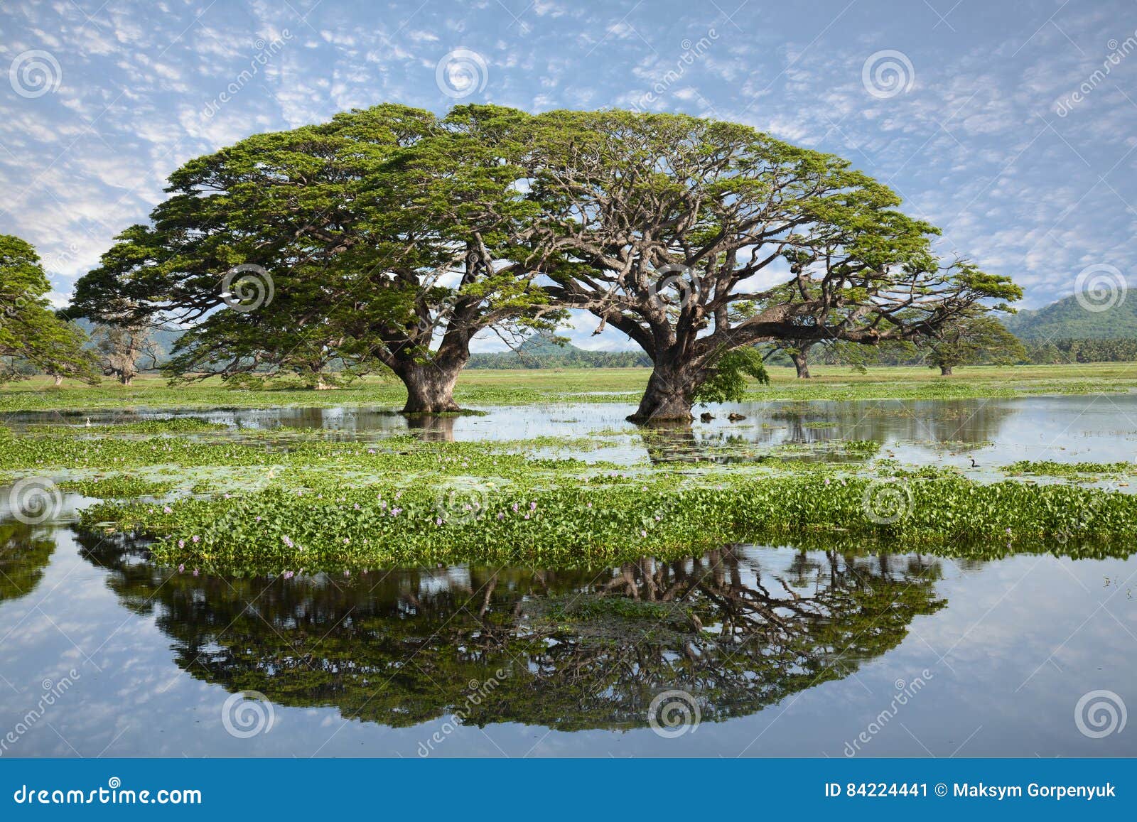 lake landscape - gigantic trees with water reflection