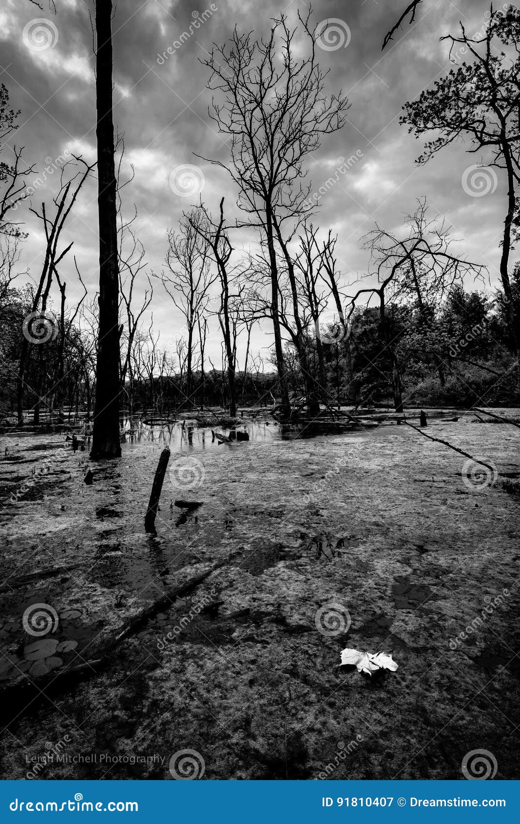 Lake Lenexa Kansas stock image. Image of water, leaf 91810407