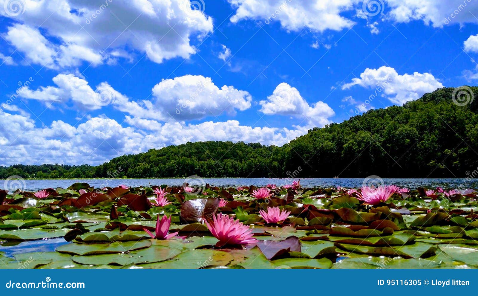 Lake logan stock image. Image of mountain, flora, garden 95116305