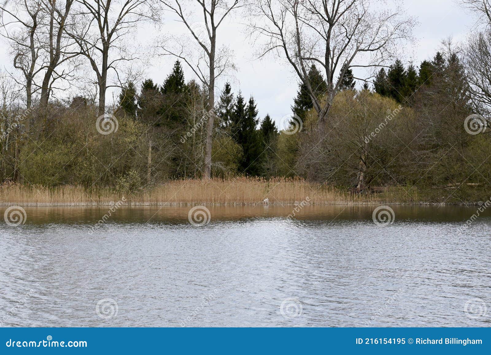 lake at lynford arboretum, thetford forest, norfolk, england, uk