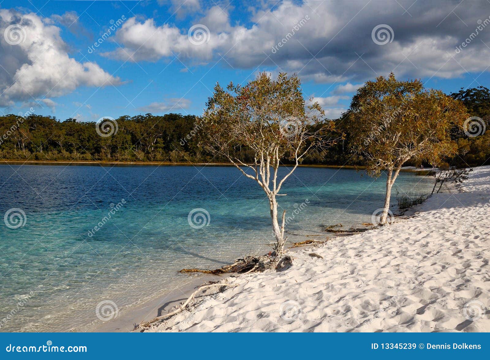 Lake McKenzie on Fraser Island, Australia Stock Image Image of trunk, island 13345239