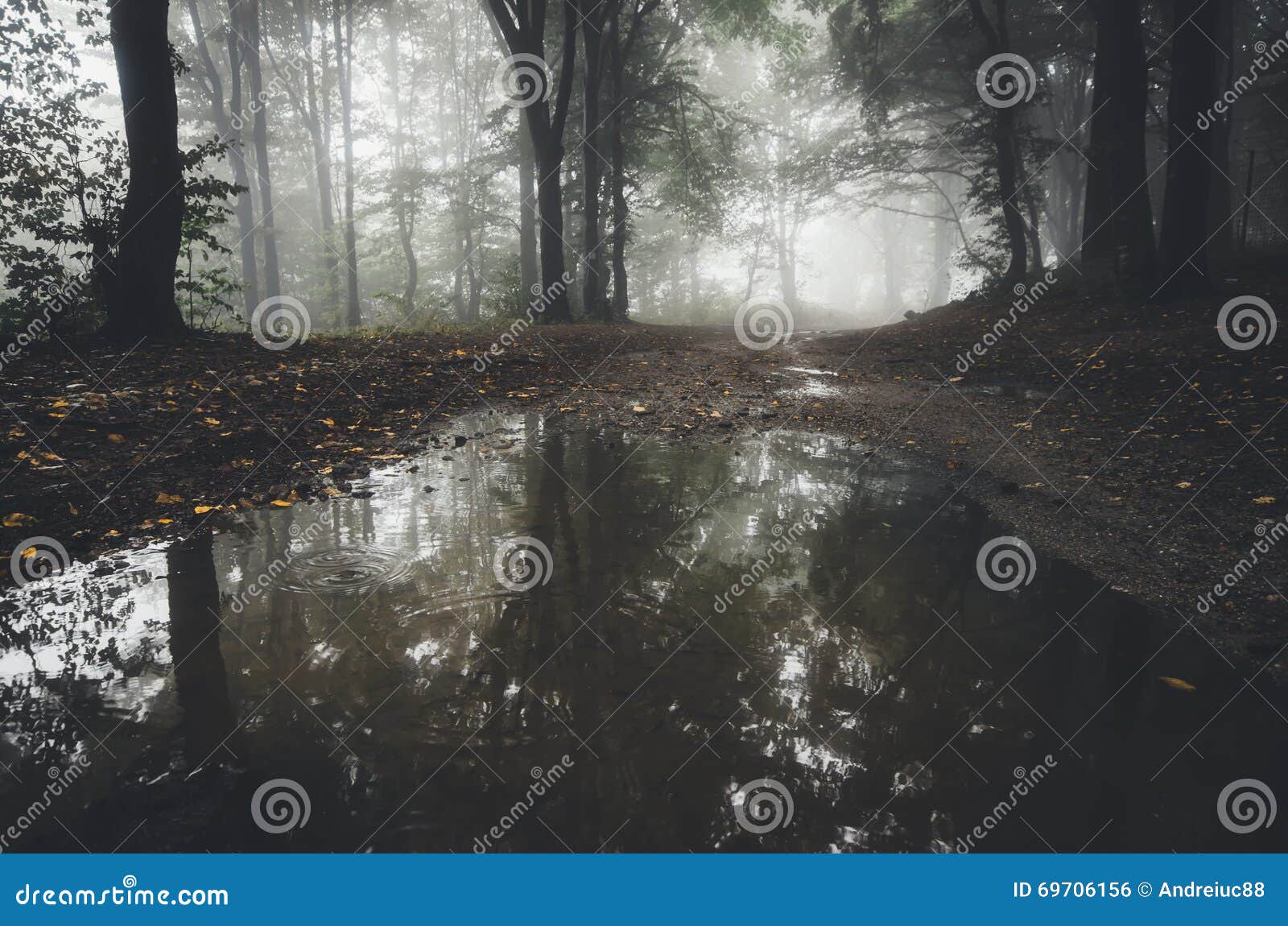 Lake in Mysterious Forest with Fog Stock Photo Image of halloween, light 69706156