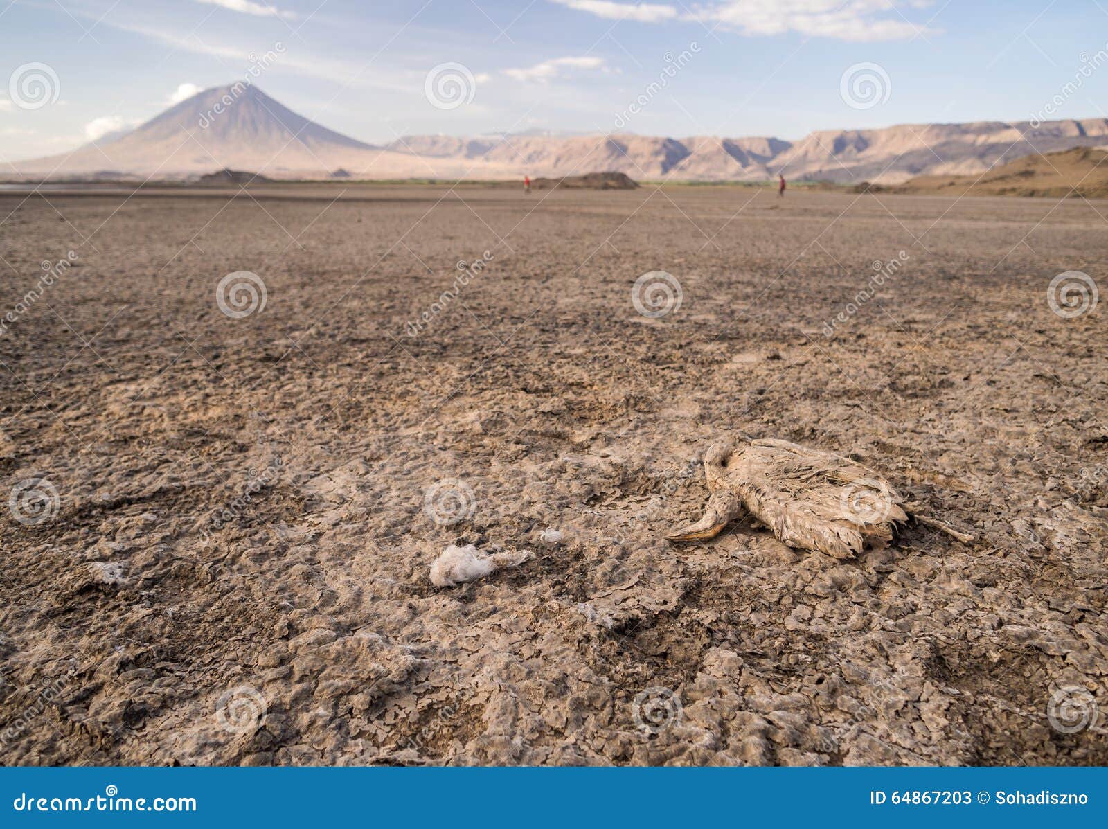 lake natron calcified animals color lake natron calcified animals color