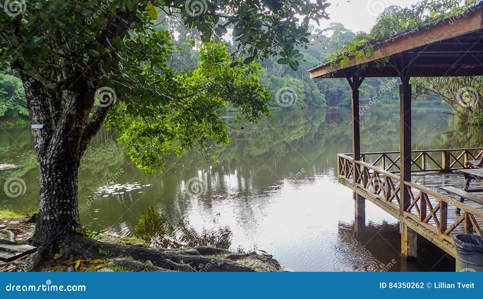 the lake at rainforest discovery centre in sepilok, borneo