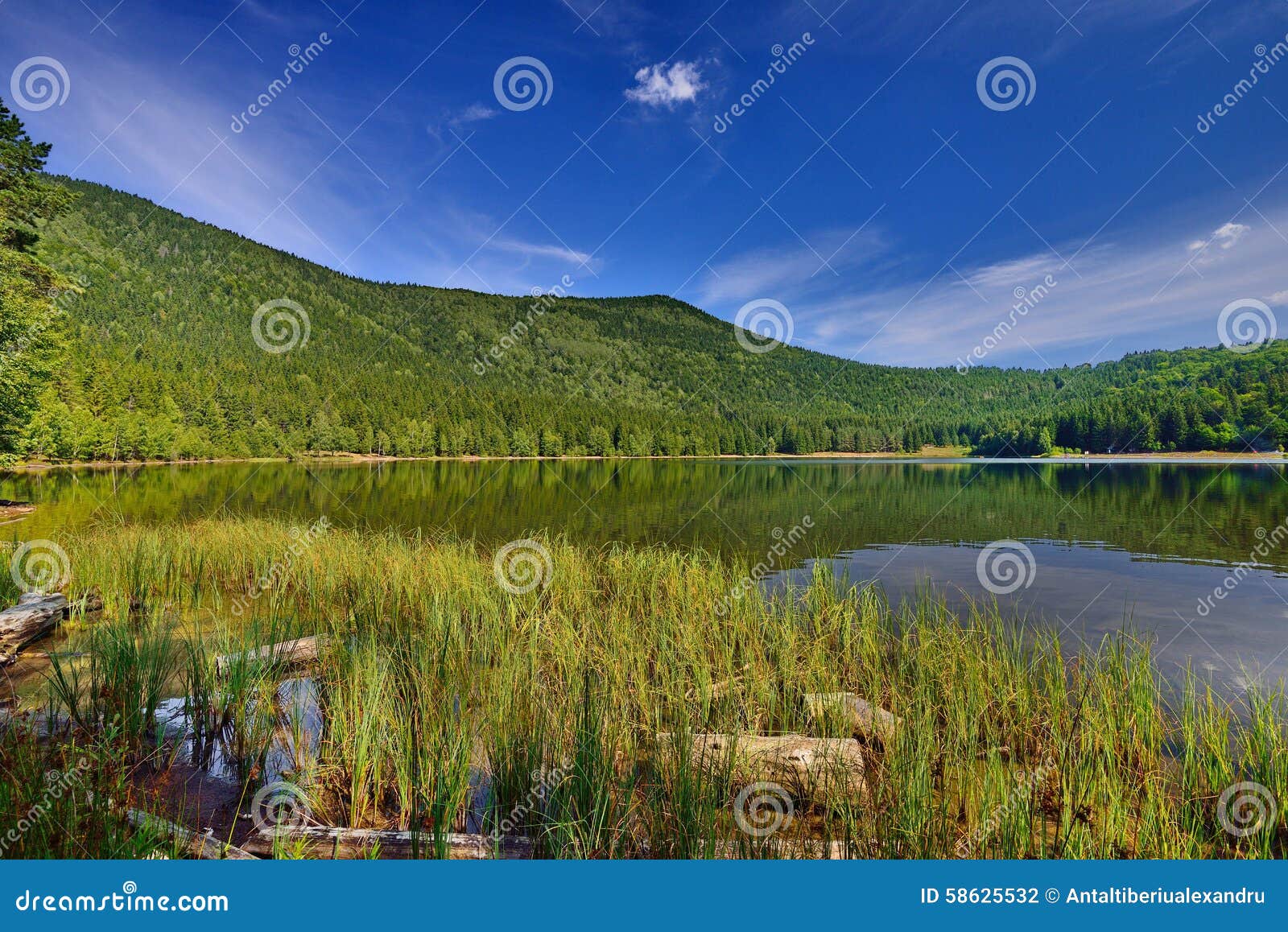 lake sfÃÂ¢nta ana - lake shore with reed.