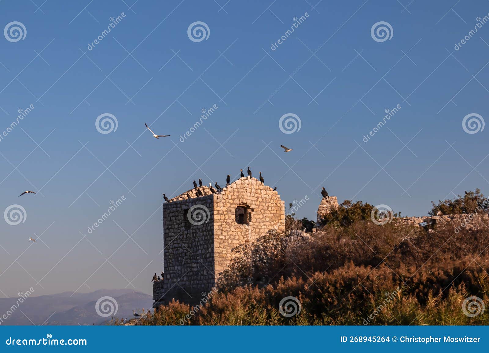lake skadar - panoramic view of flock of cormorant birds sitting on prison ruins on island grmozur in lake skadar national park