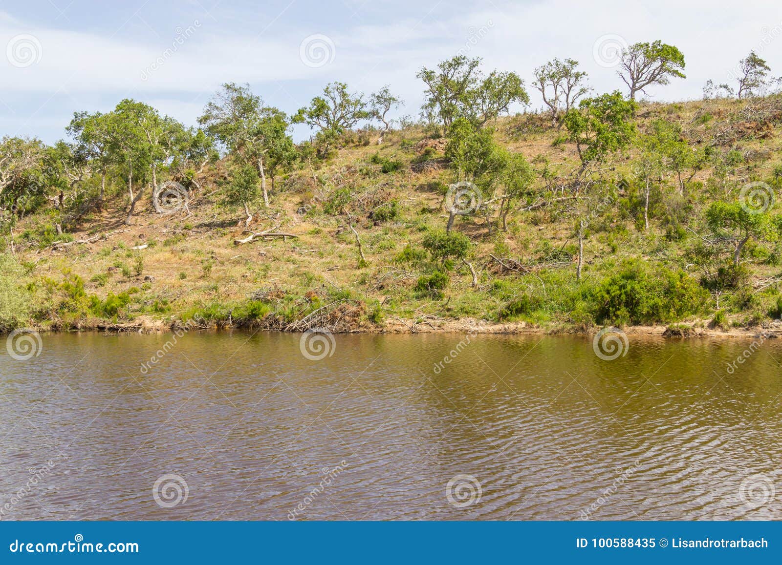 lake, sobreiro trees and vegetation in a farm