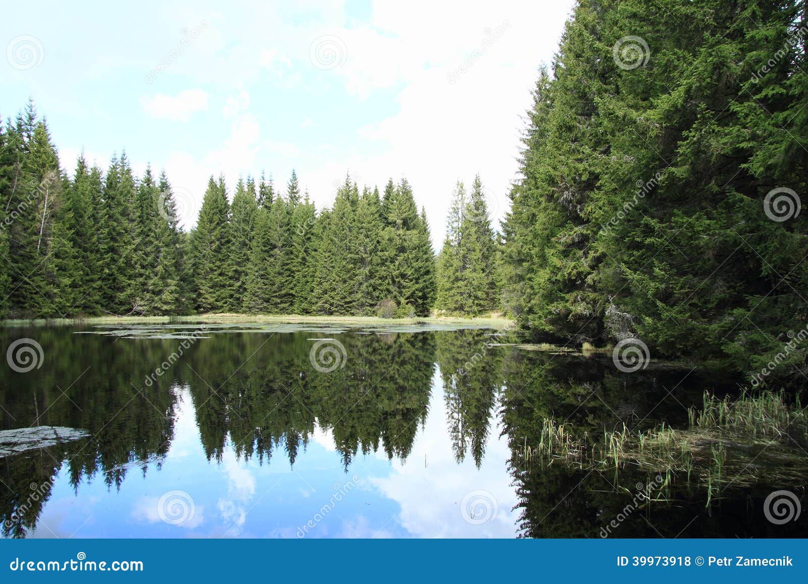 Lake with spruce trees stock photo. Image of tree, sumava 39973918