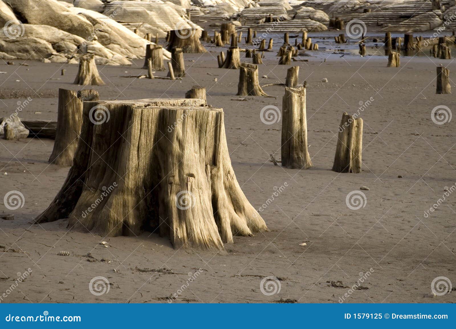 Lake Stump stock image. Image of plants, highland, scenic 1579125