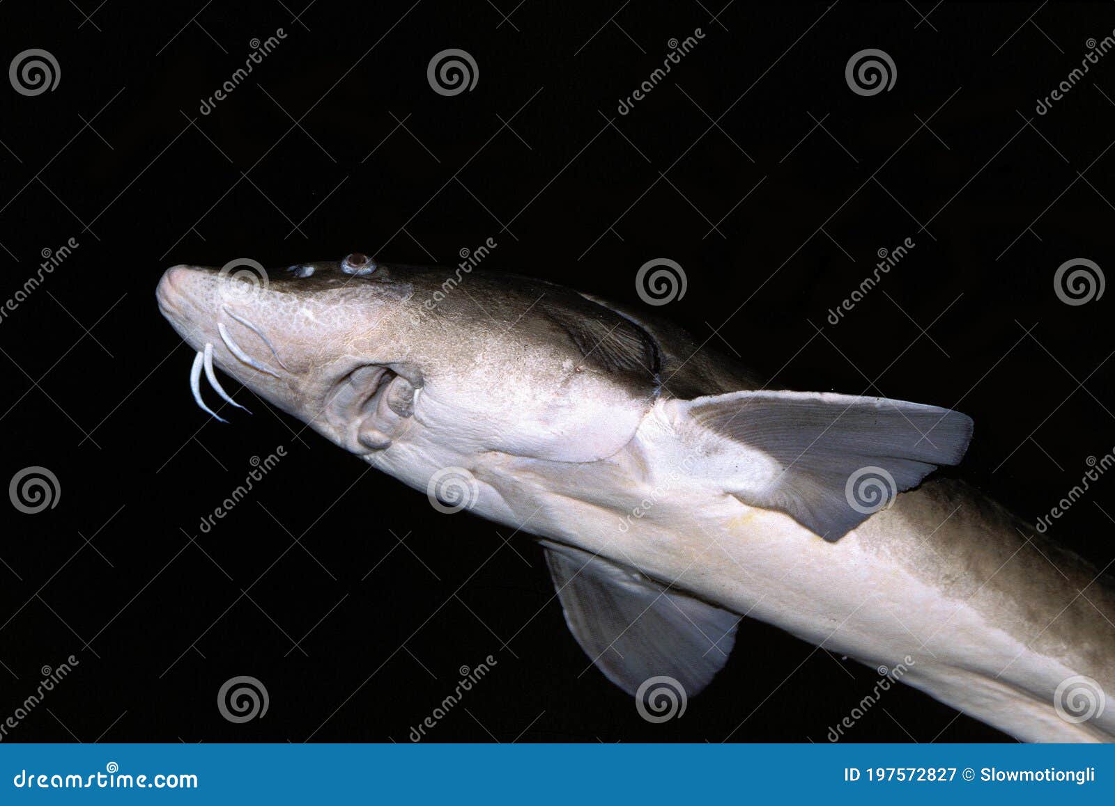 Lake Sturgeon, Acipenser Fulvescens Stock Image Image of freshwater