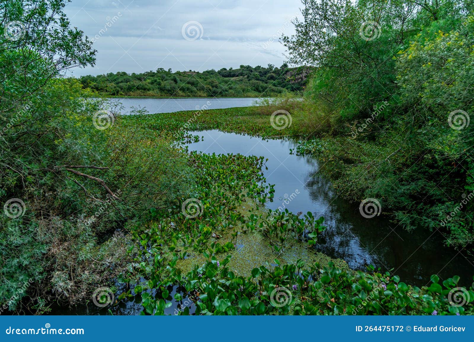 Lake Surface with Aquatic Plants Stock Photo Image of botany, aquatic