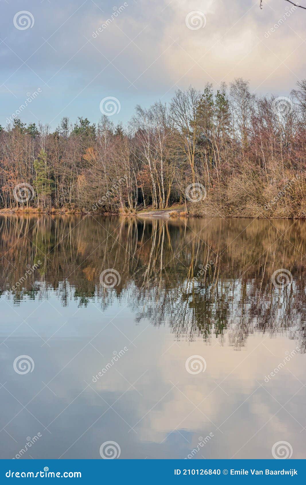 lake surrounded by bare trees with reflection in the water surface in the dutch nature reserve