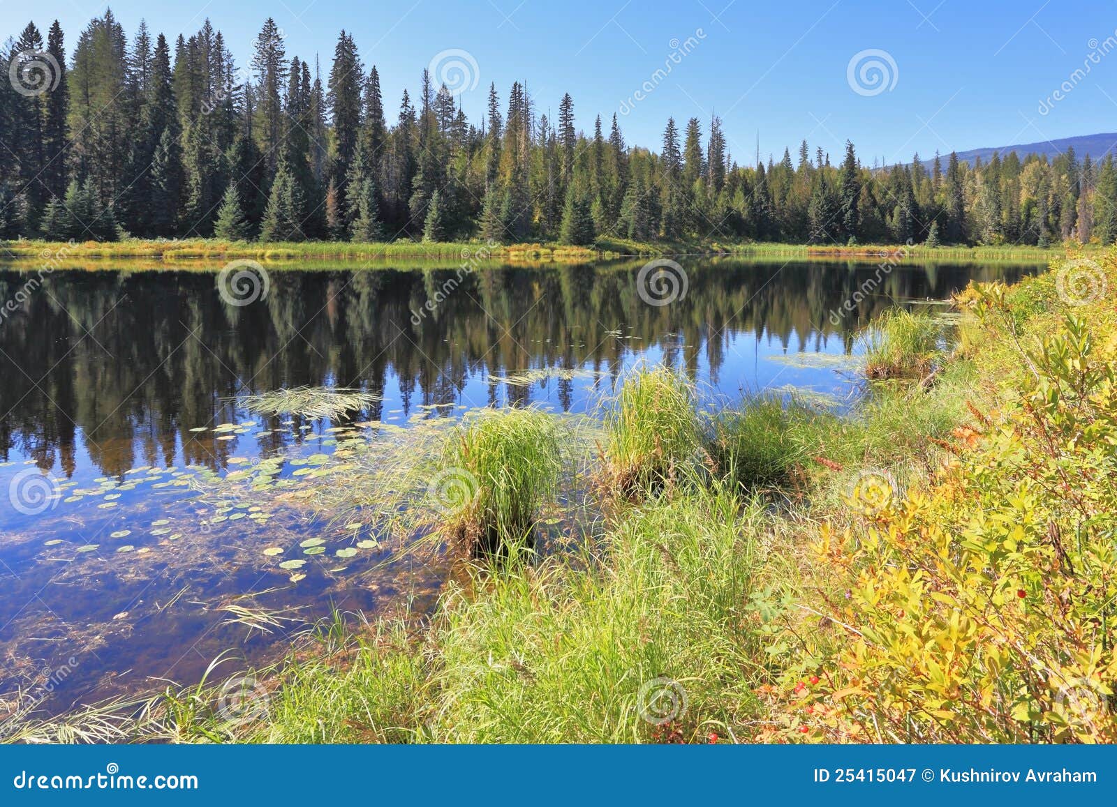 The Lake Is Surrounded By Dense Forest Stock Image Image Of Grass