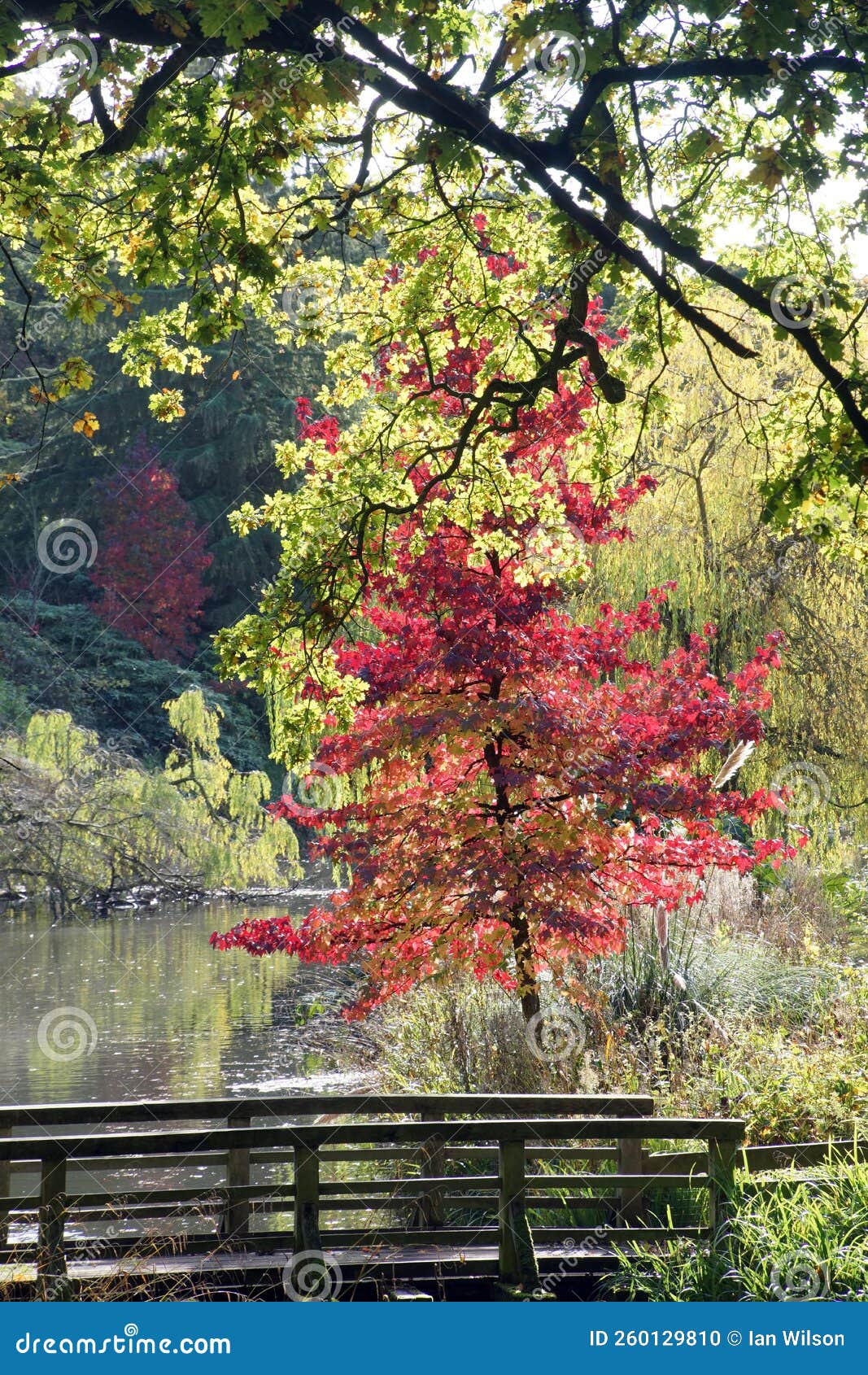 Temple Newsam Park Lake - Autumn Bridge Stock Photo - Image of fall ...