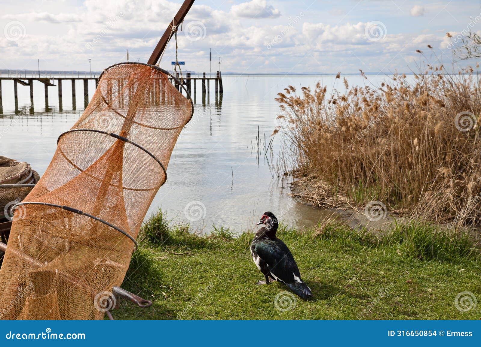 lake trasimeno, magione, perugia, umbria, italy: view of the shore with a muscovy duck