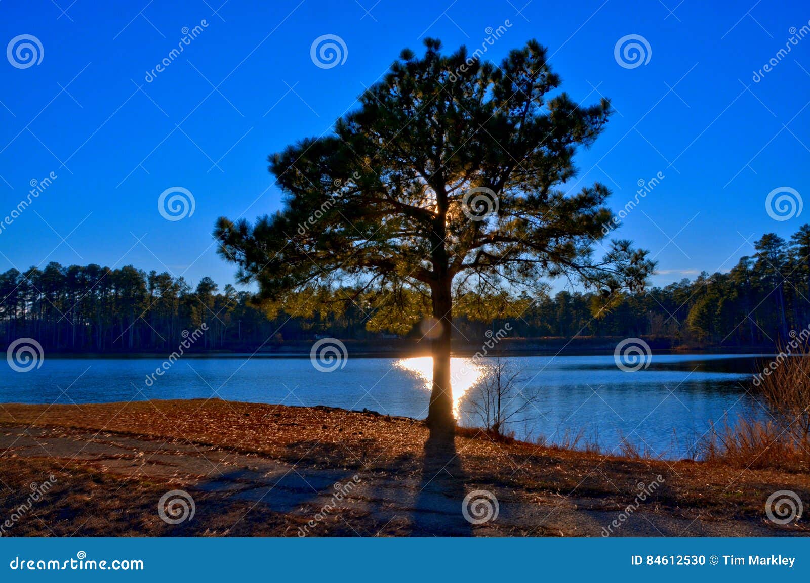 Lake tree stock photo. Image of rural, outdoor, colorful 84612530