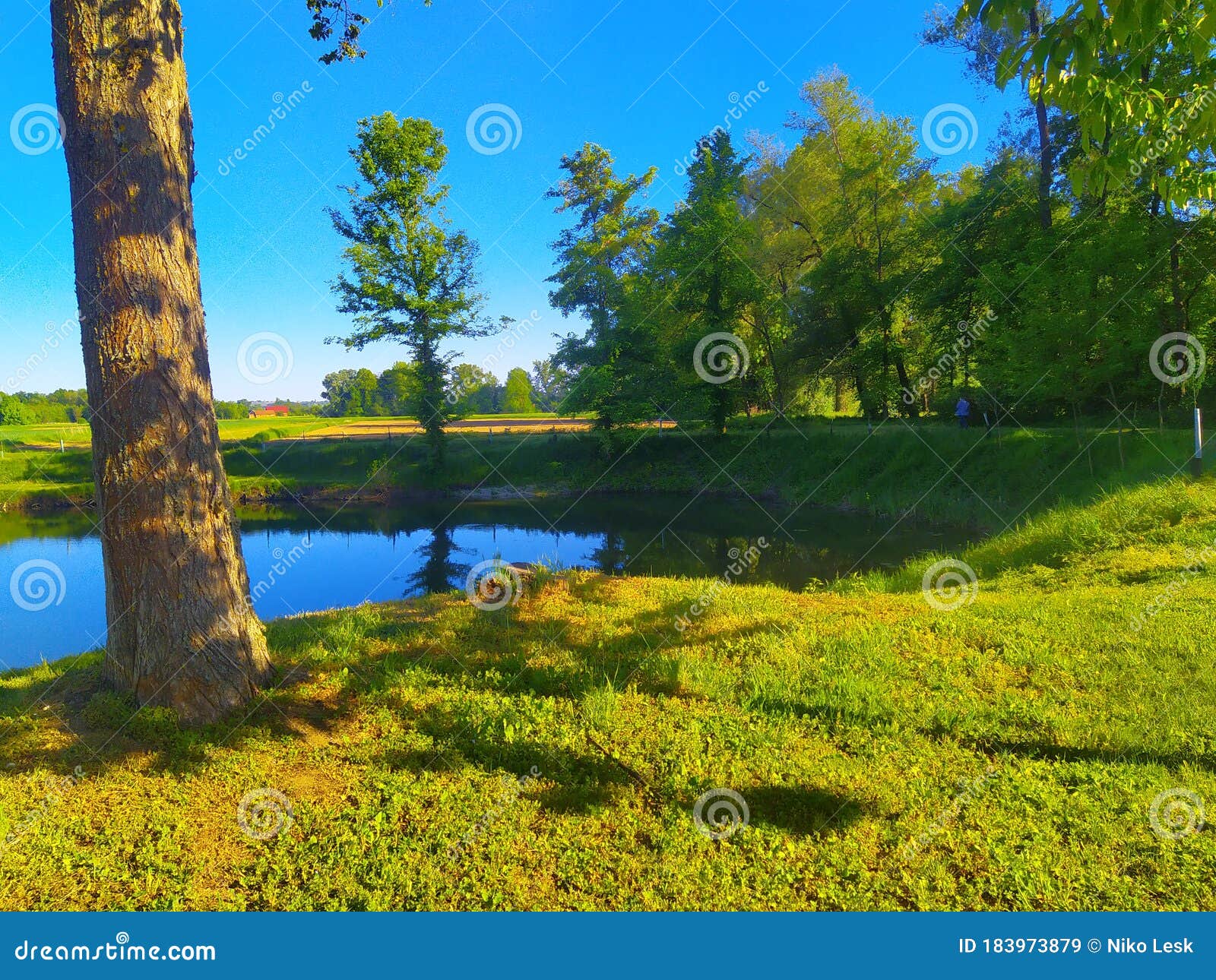 Lake, Trees, Grass, Nature, Sun, Beautiful, Water, Stock Image Image