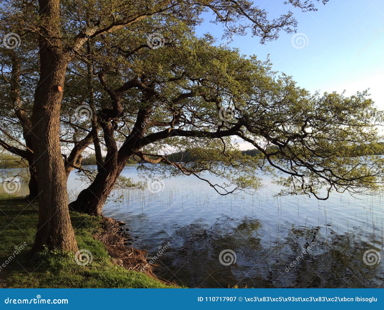 lake with trees. lake with trees near by soro in denmark. lakeside trees in autumn.