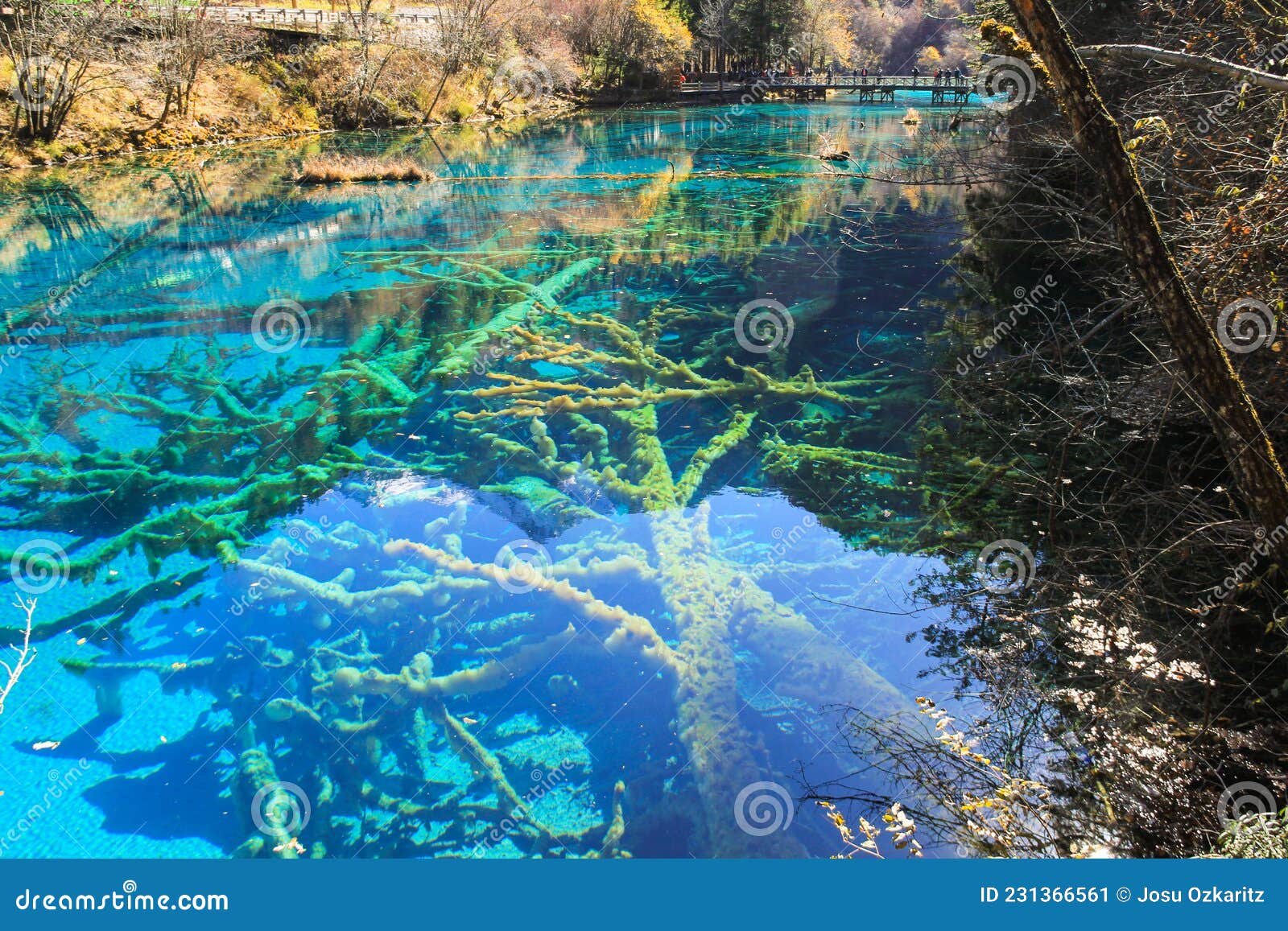 Lake With Trees Submerged At Jiuzhaigou National Park Stock Image