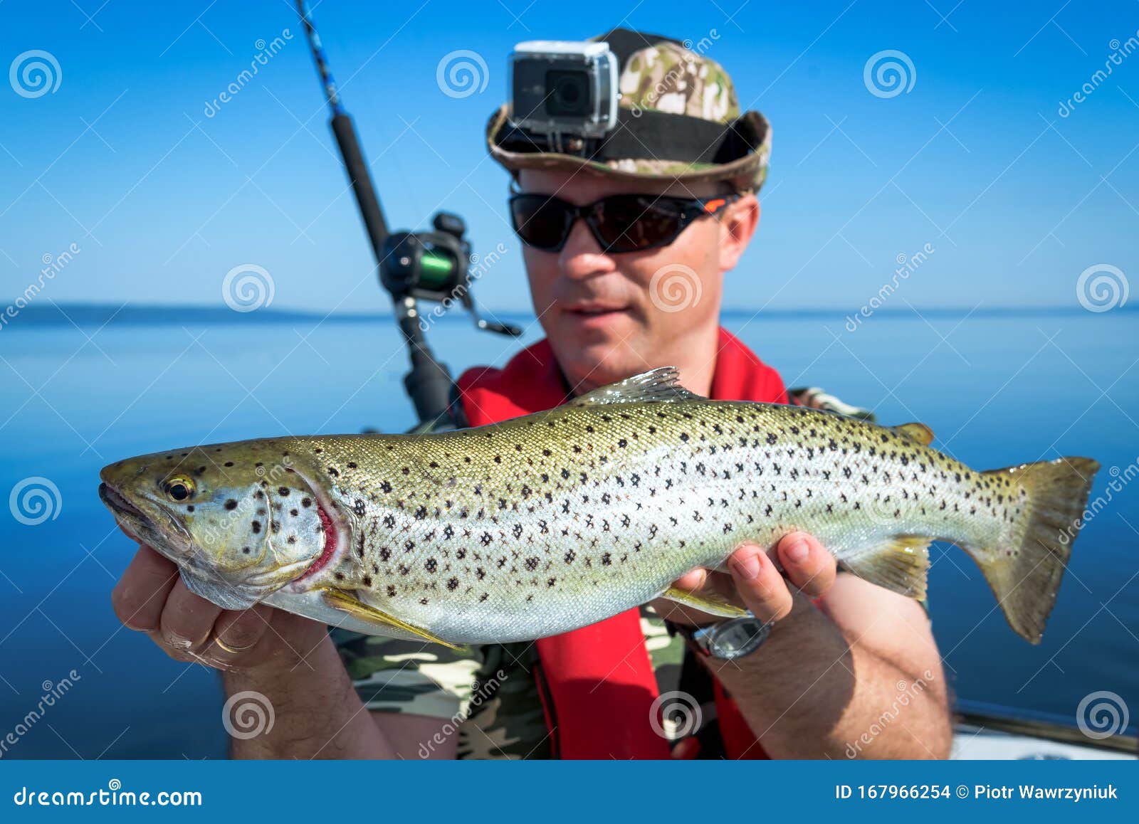 Lake trout on trolling stock photo. Image of spring - 167966254