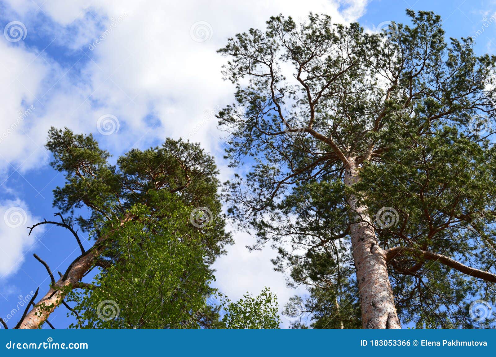 Lake Water Landscape Sky Nature Forest River Reflection Tree