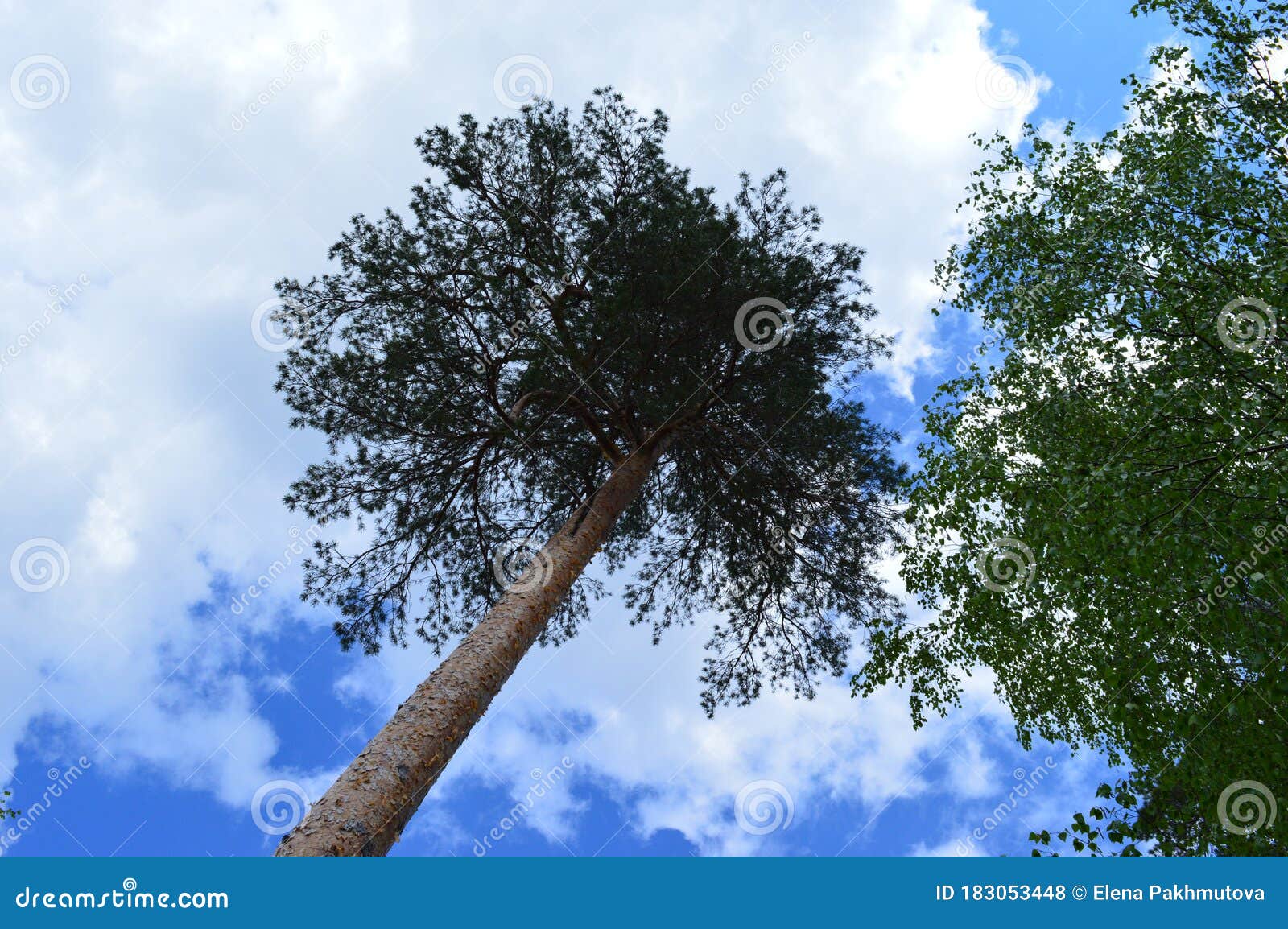 Lake Water Landscape Sky Nature Forest River Reflection Tree