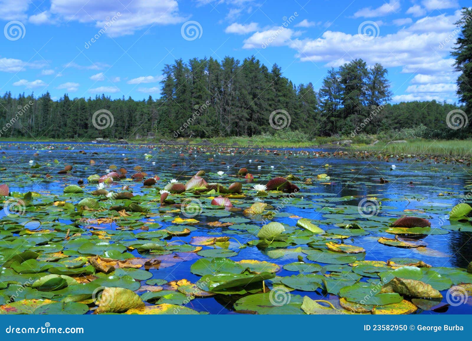 Lake with water lilies stock photo. Image of blue, beautiful 23582950