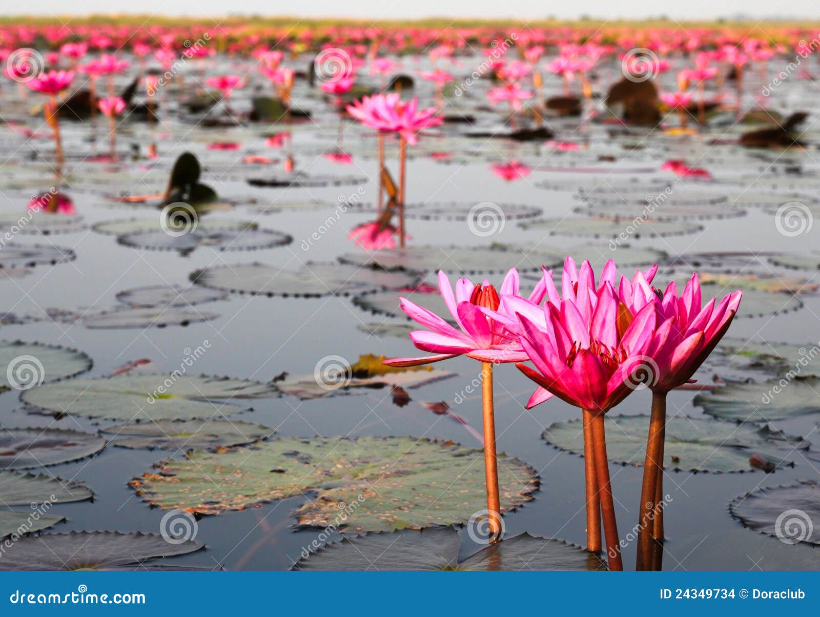 The Lake of water lily stock photo. Image of flora, outdoors 24349734