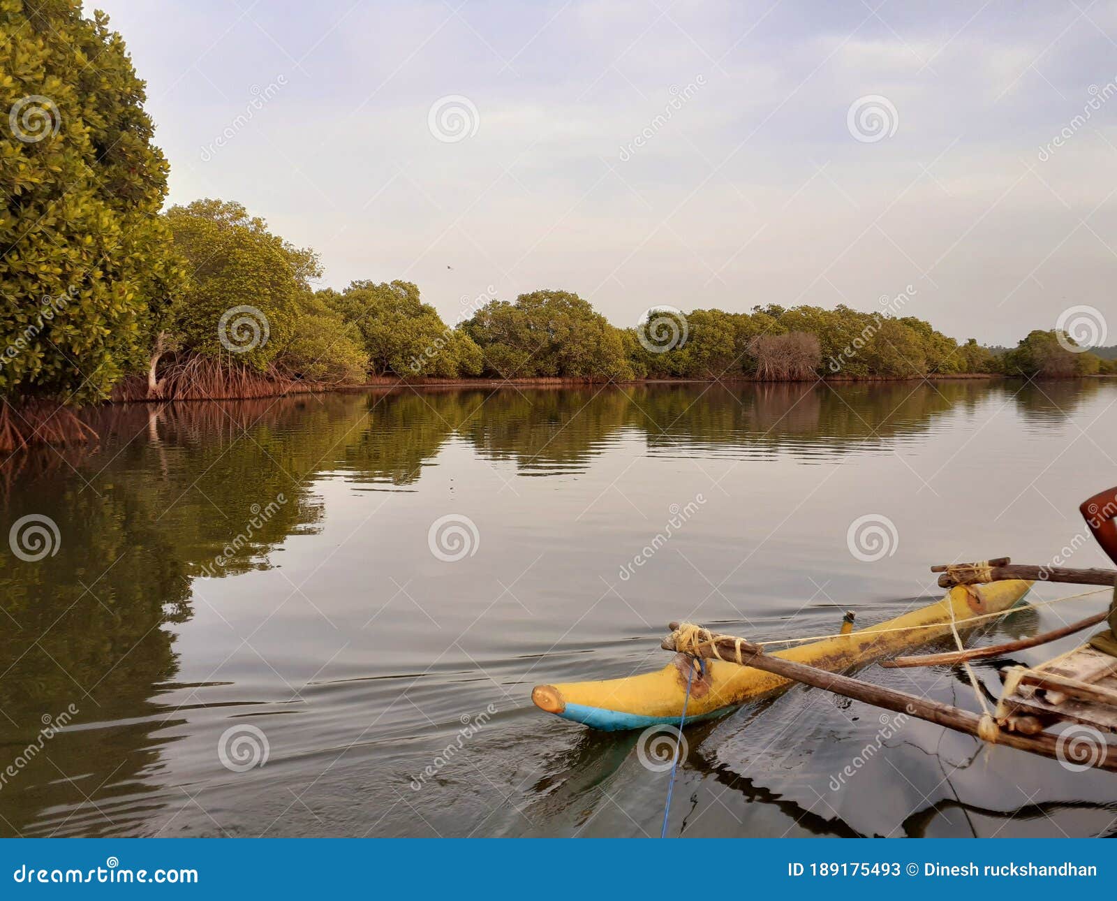 Lake water plants evening stock image. Image of water 189175493