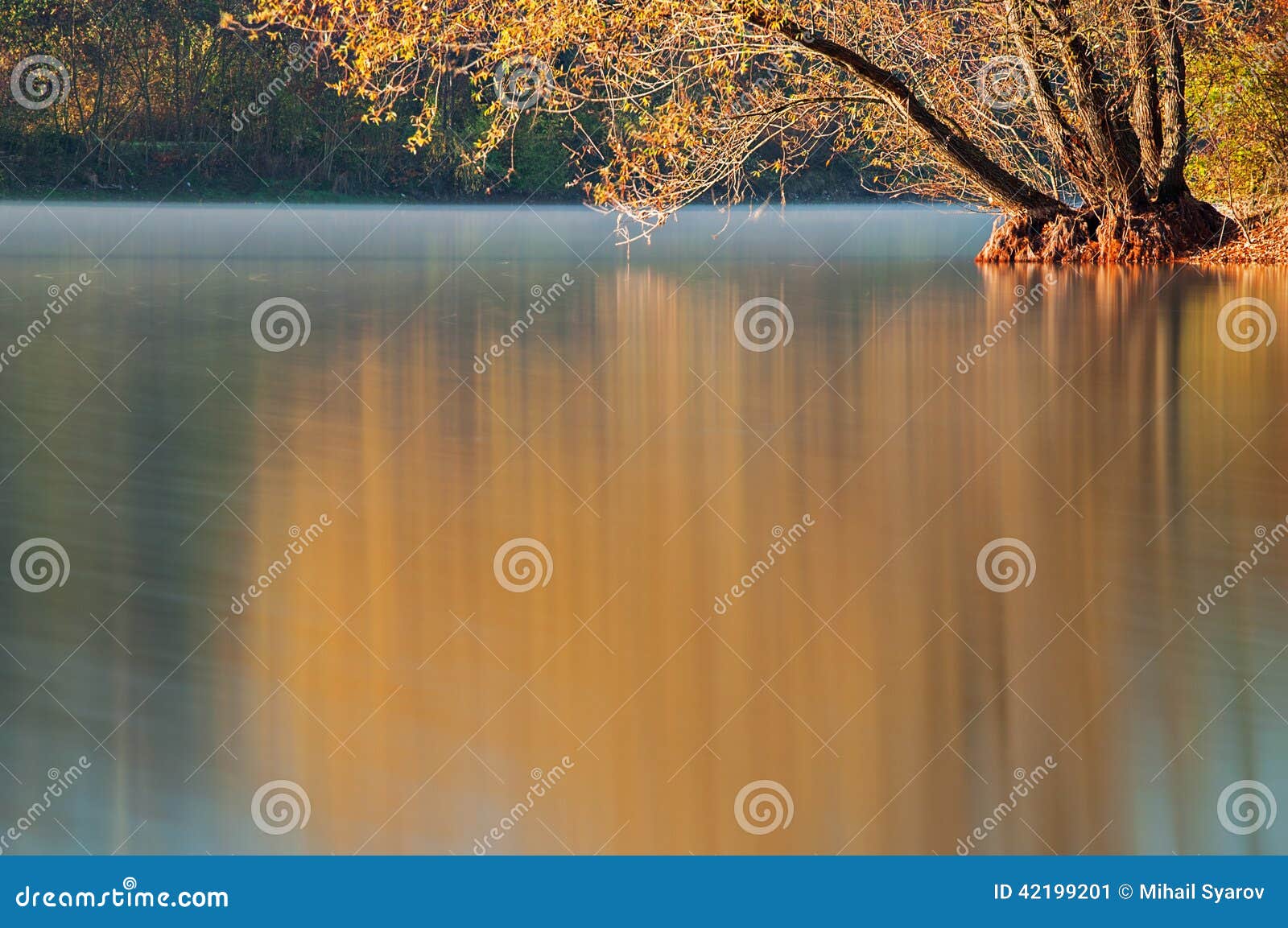 Lake Willow Reflection Stock Image Image Of Reflection 42199201