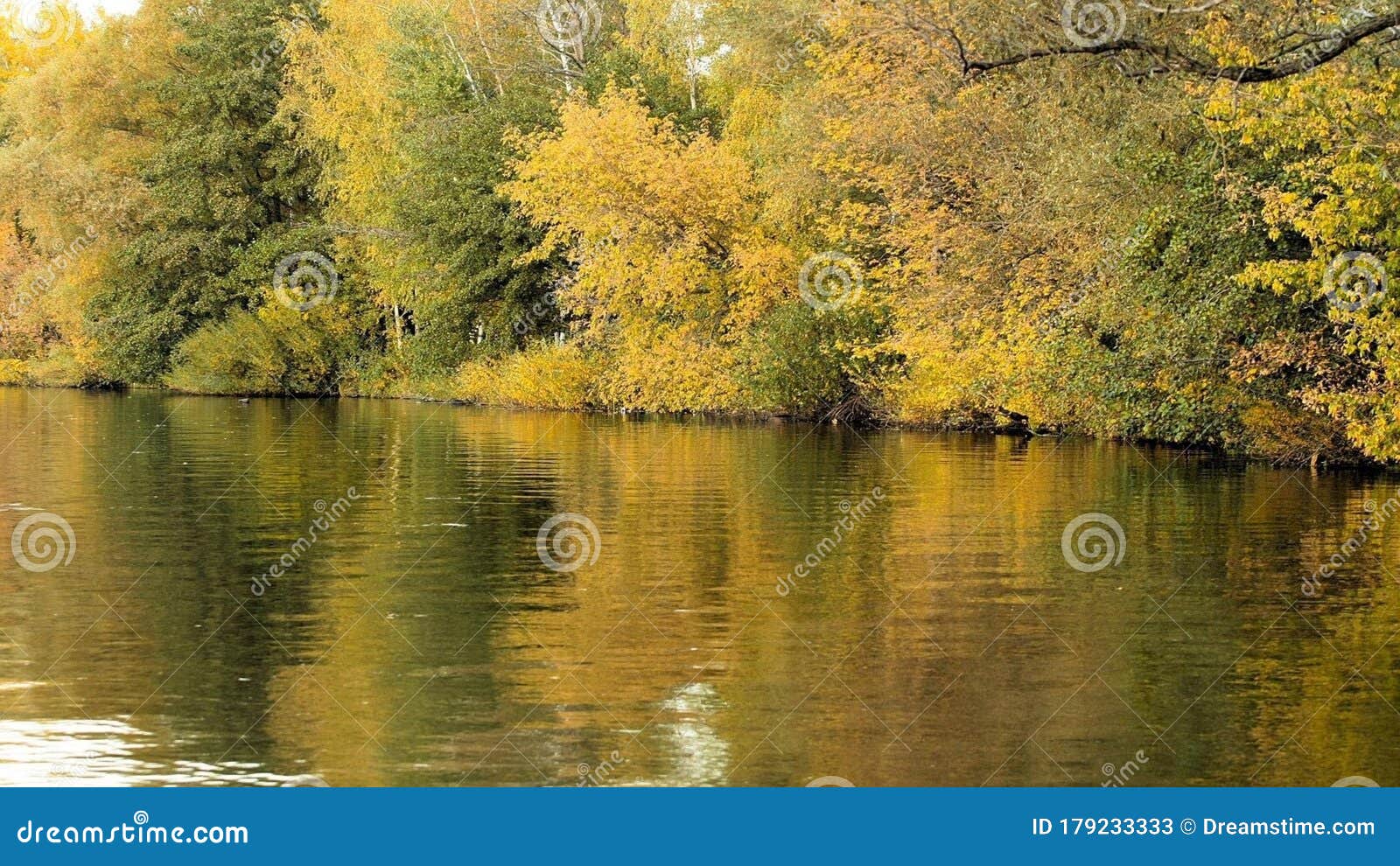 lake with yellow foliage